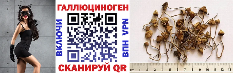 Псилоцибиновые грибы прущие грибы  купить наркотики сайты  Курчалой 